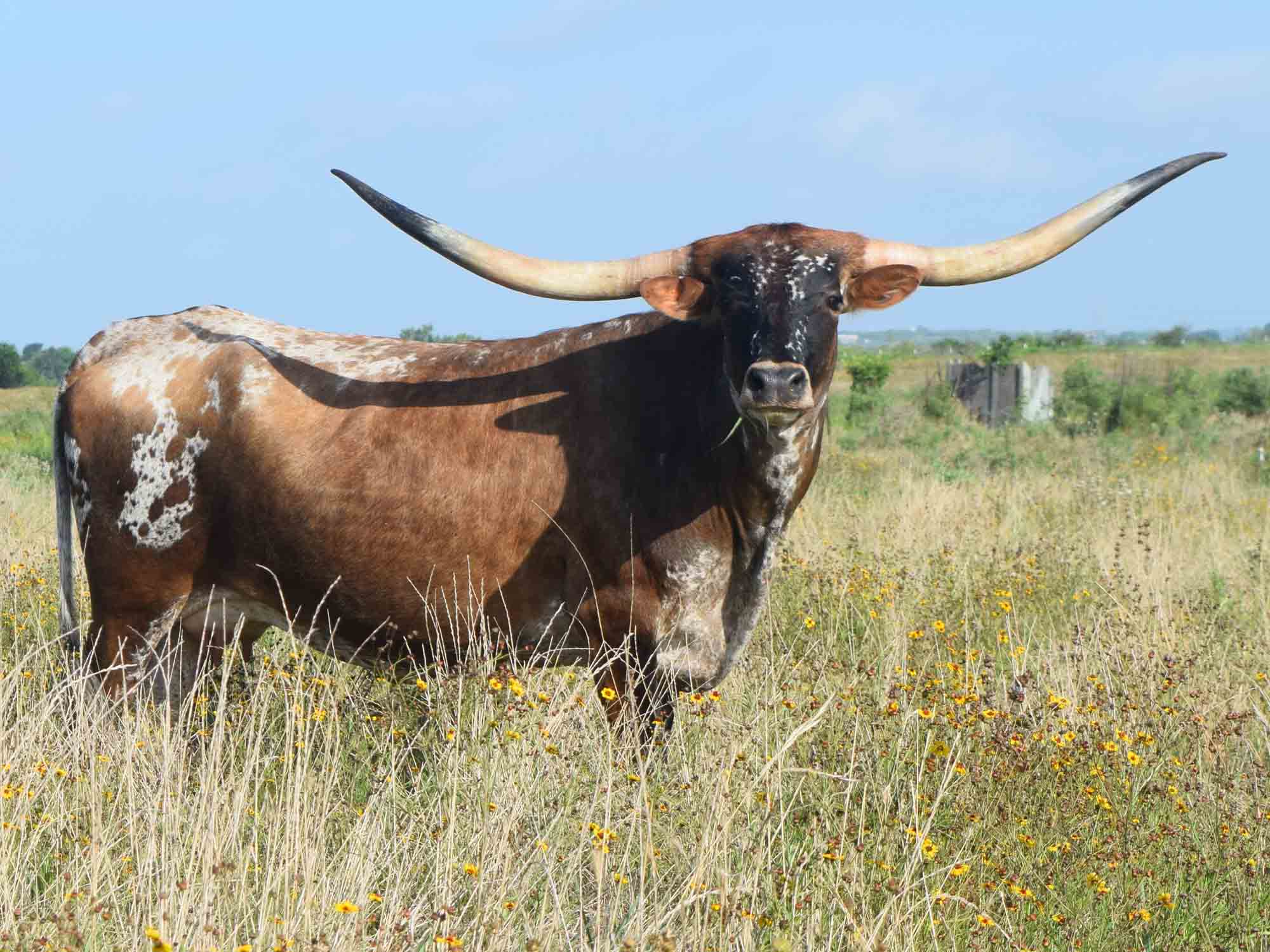 Texas Longhorns for sale at Rocking O Longhorns